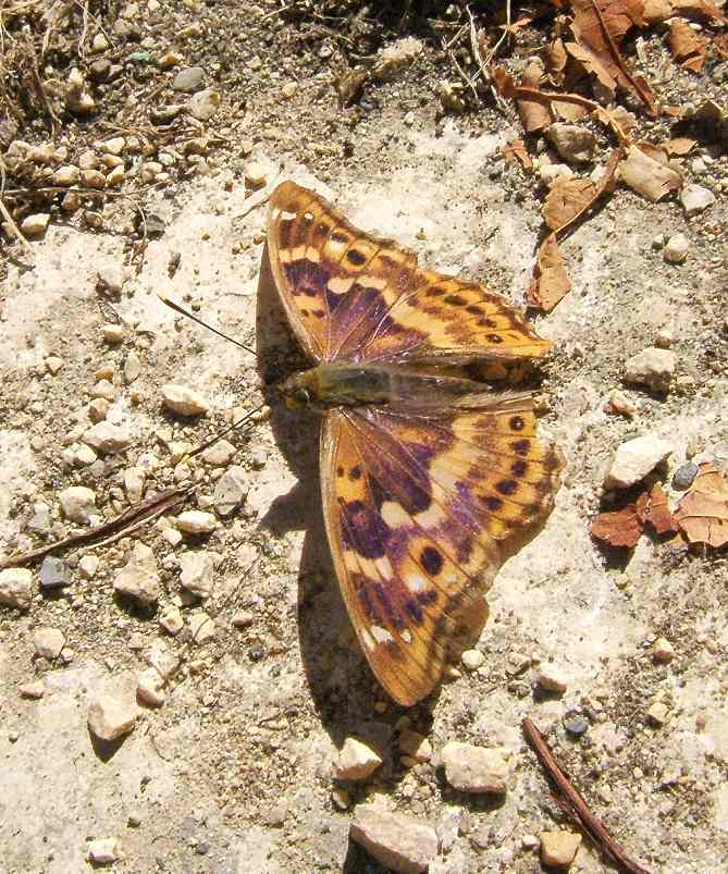 Apatura ilia Apatura ilia